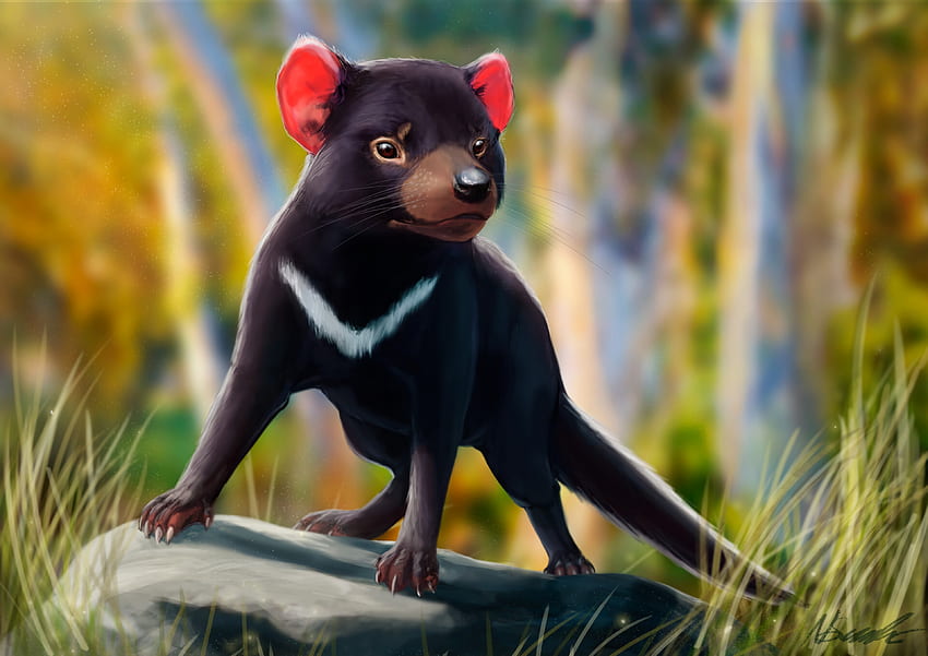 Art, Wildlife, Animal, Beast, Tasmanian Devil HD wallpaper