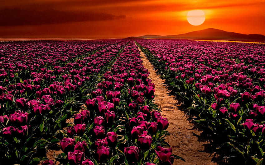 Fioletowe tulipany i pomarańczowe niebo. Fioletowe tulipany i pomarańczowe niebo Tapeta HD