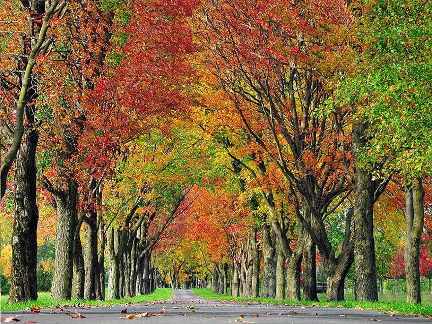 Going Down the Road, trees, autumn, colors, road HD wallpaper | Pxfuel