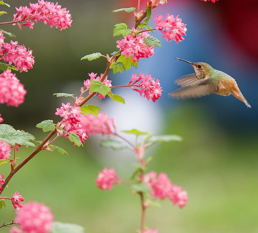 Colibrì che si avvicina, colibrì, fiori, uccelli, animali Sfondo HD