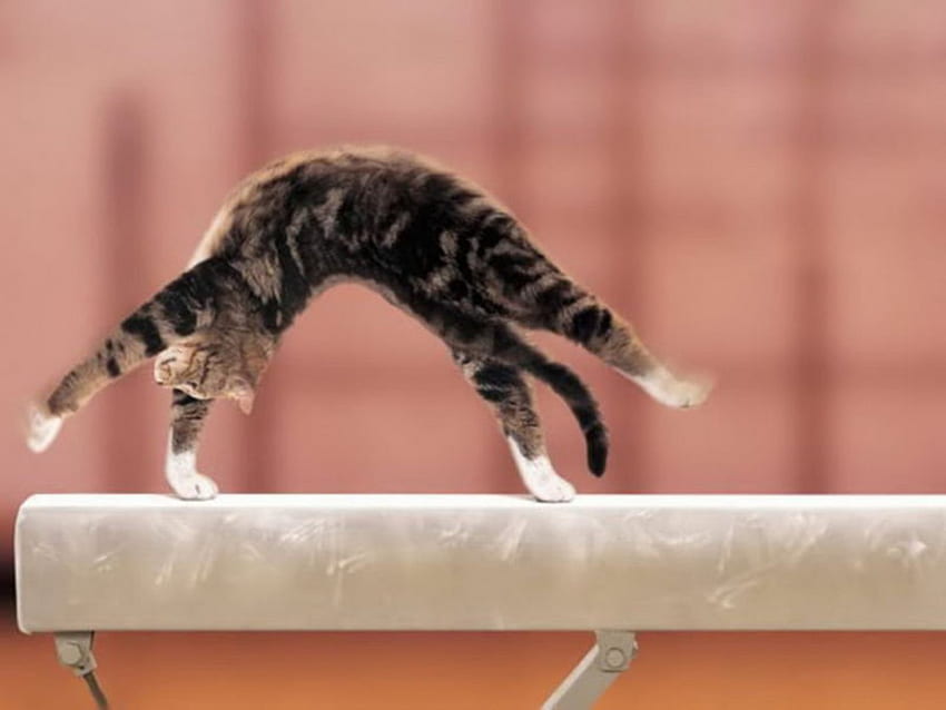 cat gymnast, gymnast, tumbler, animals, cat, funny HD wallpaper