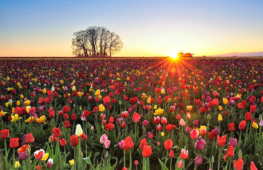 Flowers in Field, , field, colors, beautiful, flowers, sunset HD wallpaper