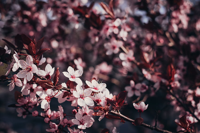 Flowers, Cherry, Sakura, Wood, Tree, Branches, Bloom, Flowering HD wallpaper