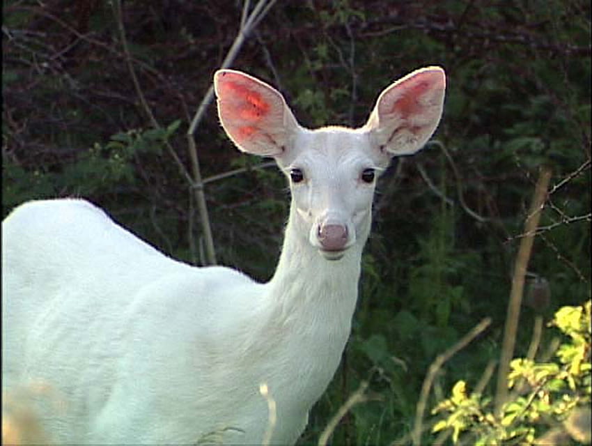 WHITE deer, deer, animals HD wallpaper