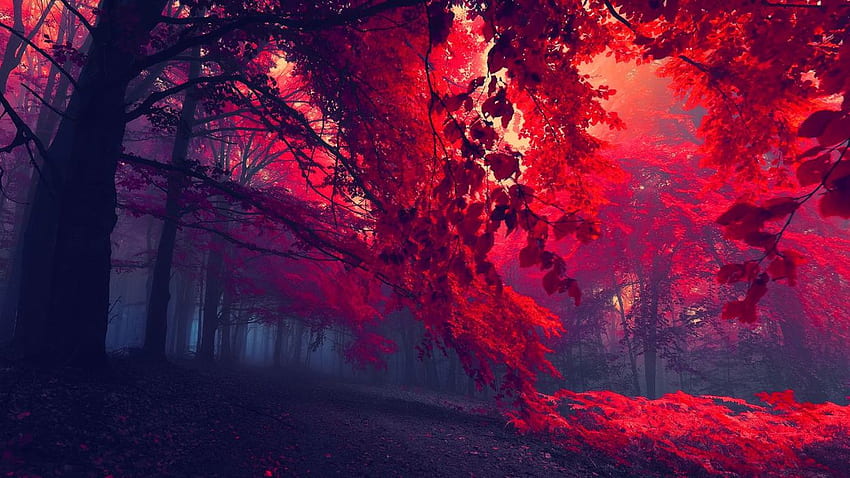 Горски есенни дървета мъгла червена тъмна красива невероятна HD тапет