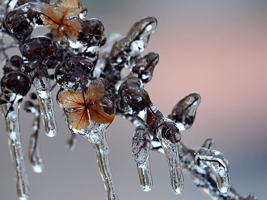Ghiaccioli di ghiaccio, inverno, ghiaccio, foglie, ghiaccioli Sfondo HD