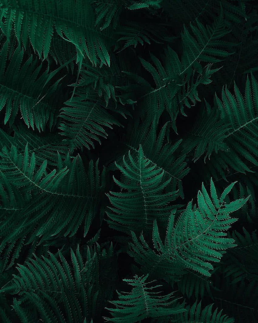 : de Folhas Verdes de Samambaia, botânica, verde escuro, Verde Profundo Papel de parede de celular HD