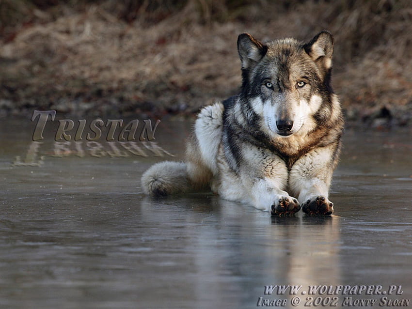 TRISTAN LAYING ON ICE, wolf laying down, tamed wolf, animals, wild wolf, dogs, grey wolf, wolf, ice HD wallpaper