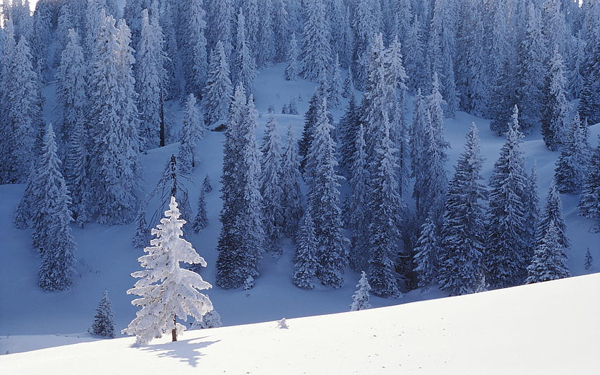 Windows 2000 — Śnieżne drzewa: Tapeta HD
