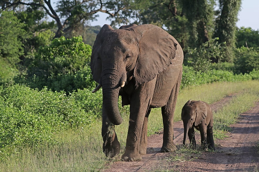 Elefantes africanos de sabana, ternero, animal, sabana africana, elefante fondo de pantalla