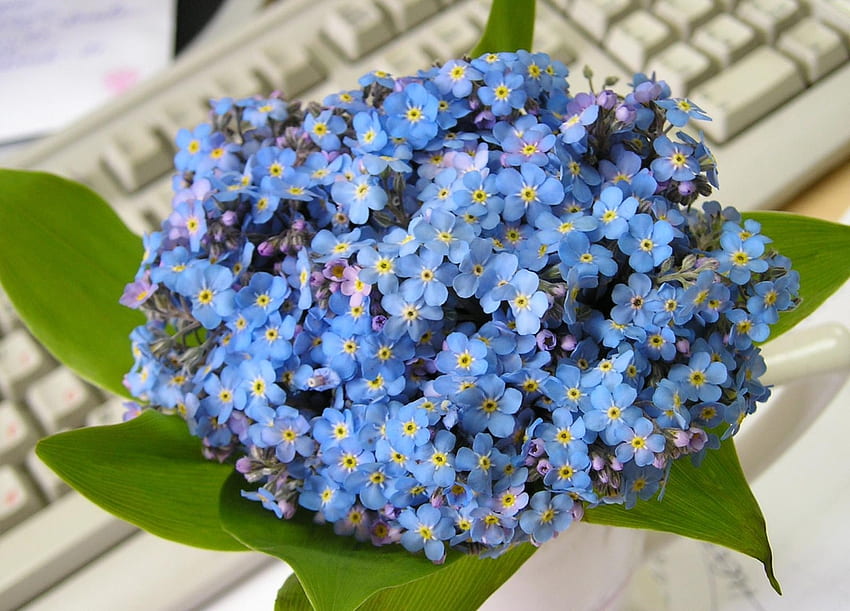 Blumen, Blätter, Blumenstrauß, klein, Tastatur, Vergissmeinnicht HD-Hintergrundbild