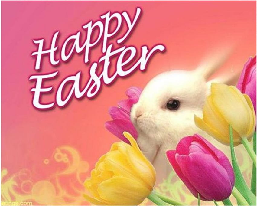 분홍색의 부활절 토끼 *DN, 토끼, 계란, 튤립, 분홍색, 휴일, 꽃, 부활절의 친구들을 위한 행복한 부활절 HD 월페이퍼