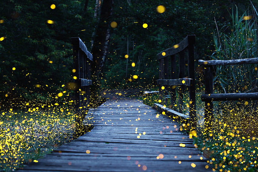 Un grand groupe de lucioles éclaire un pont forestier le soir, la nuit, les bois, le chemin, la randonnée, le crépuscule, l'or, les lucioles, l'arbre, l'obscurité, la luciole, le bois, le vert, les arbres, le pont, la forêt, le soir Fond d'écran HD