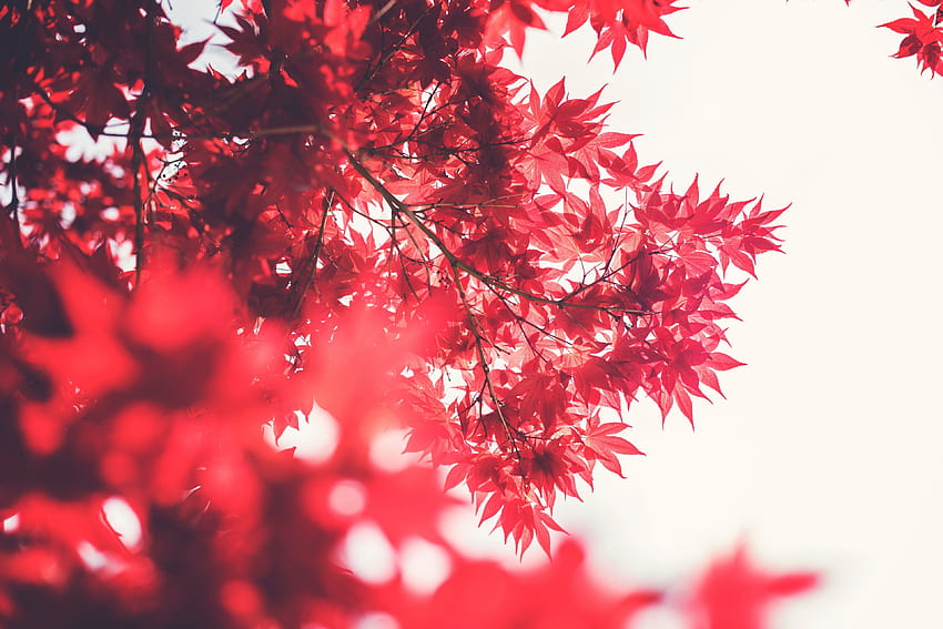 / una toma en ángulo bajo de arces rojos contra un blanco claro, hojas rojas mínimas sobre blanco fondo de pantalla