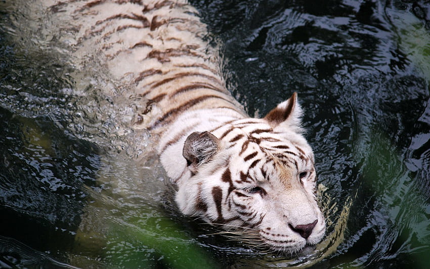 Animals, Water, Predator, Big Cat, Tiger, To Swim, Swim, Albino HD wallpaper