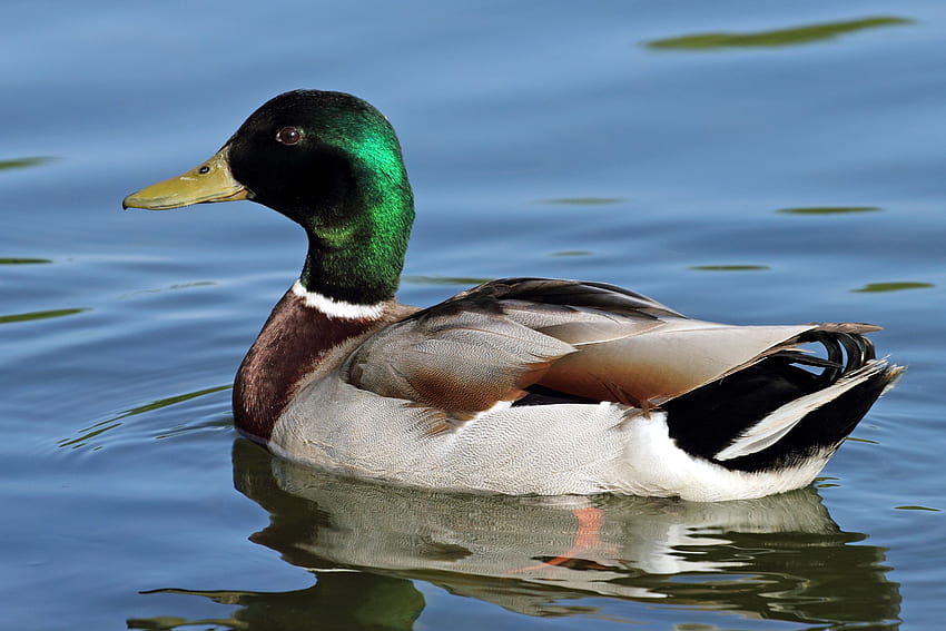 Modoc National Forest, Delta Waterfowl HD wallpaper