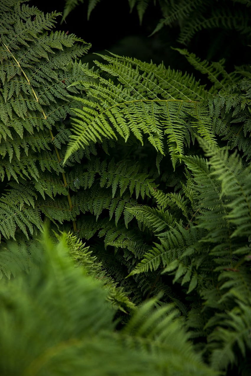 Ferns. 86 best fern, green, leaf and forest HD phone wallpaper