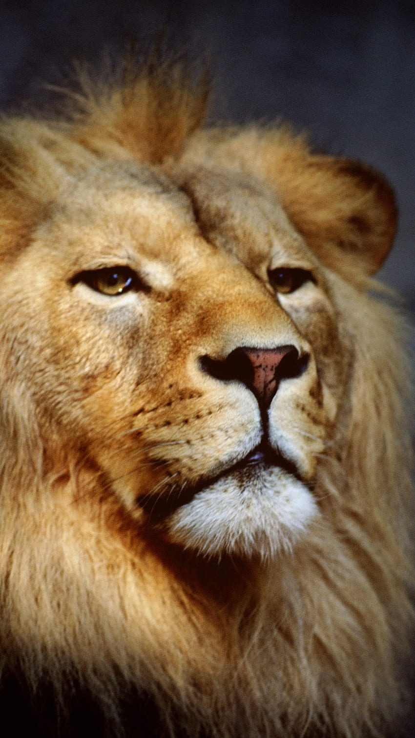 Animal Lion, Lion Cross HD phone wallpaper