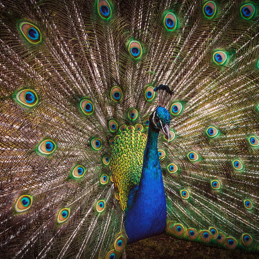 Blue Peacock , Peafowl, Beautiful, Green Feathers, Closeup, Bird, Colorful, , Animals HD phone wallpaper