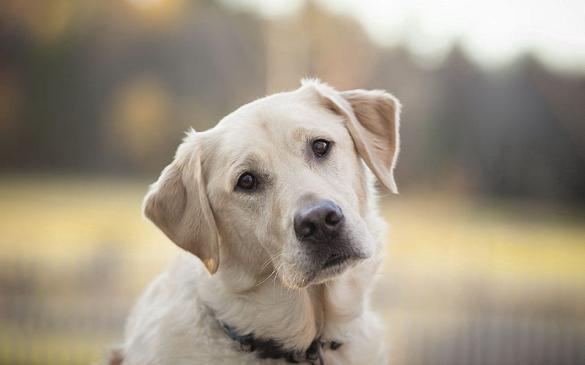 Tiere, Hund, Schnauze, Traurigkeit, Anblick, Meinung, Labrador, Trauer HD-Hintergrundbild