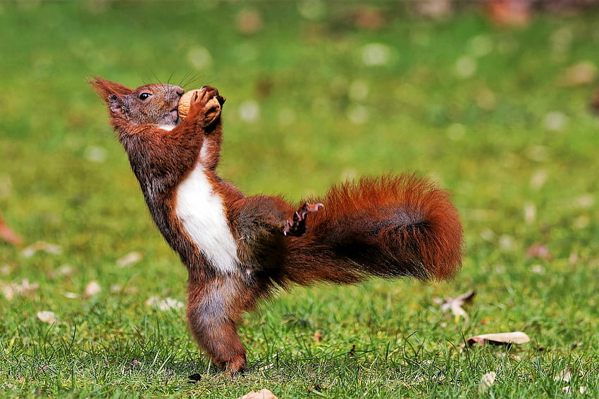 Red Squirrel Doing the Hokey Pokey, outdoors, nut, squirrel, animals HD wallpaper