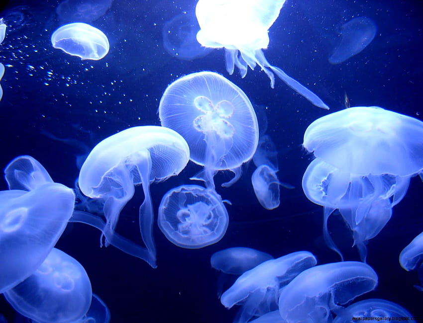 Moon Jellyfish Gallery [] pour votre, mobile et tablette. Explorez les méduses lunaires. Méduses animées, méduses vivantes, méduses, méduses de dessin animé Fond d'écran HD