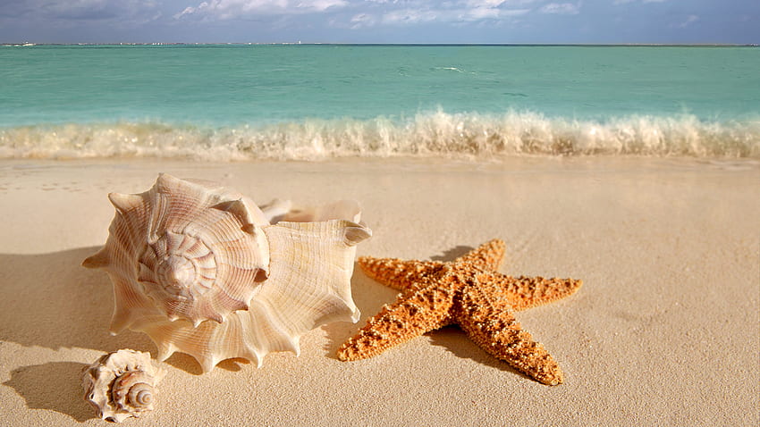 Star fish, sea, animal, starfish, sand, beach HD wallpaper