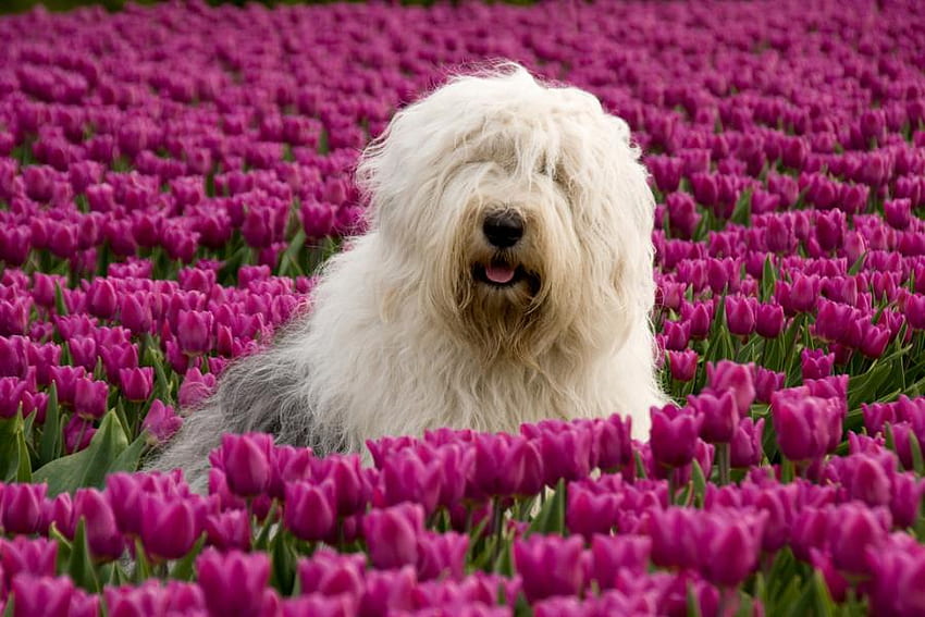 tulips and paws, purple, field, nature, tulips, paws HD wallpaper