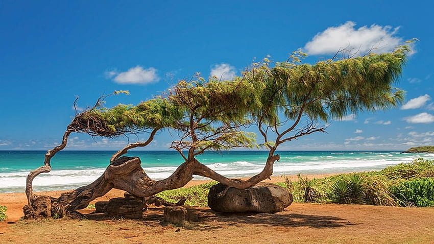 Wind Blown Tree - Kapaa Beach Park in Kauai, Hawaii, sea, leaves, clouds, sky, usa HD wallpaper