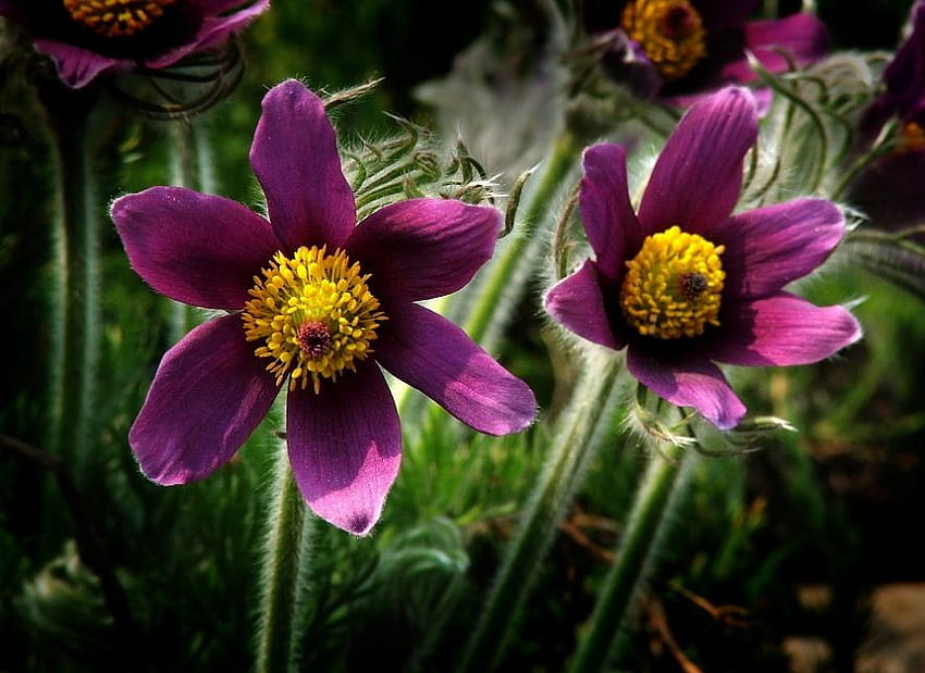 spring flowers, purple, pulsatilla, nature, flowers, spring HD wallpaper