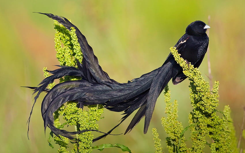 *** Long tailed widow bird ***, animal, birds, bird, animals HD wallpaper