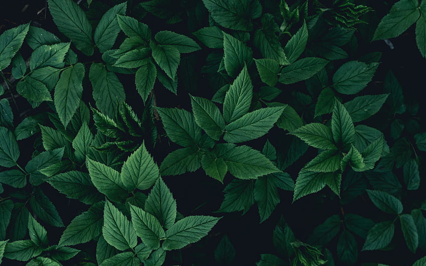 葉、茂み、緑、暗い超 16:10 背景 高画質の壁紙