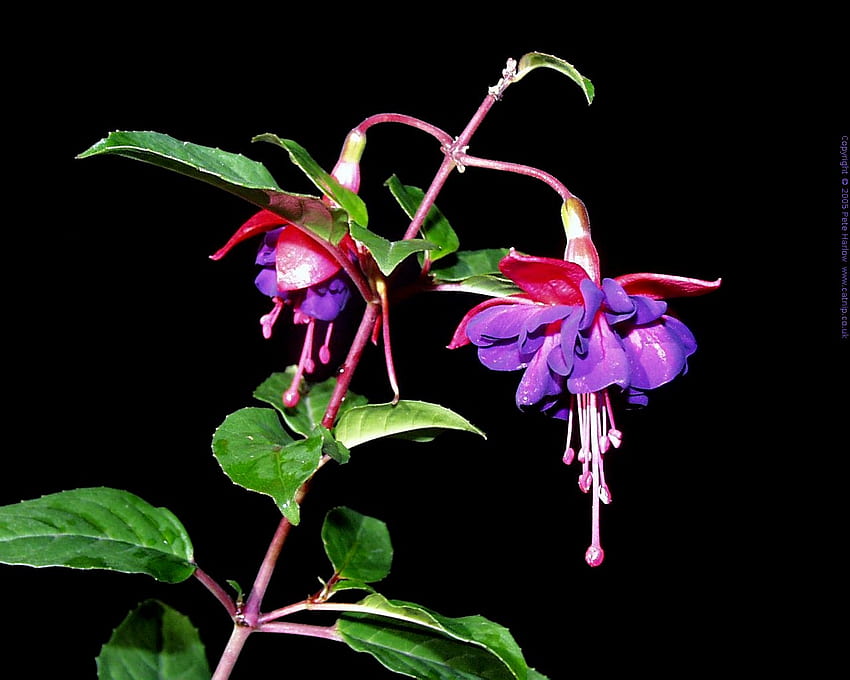 fuchsia, violet, nature, fleurs Fond d'écran HD