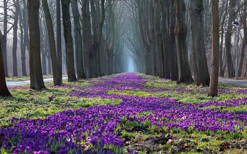 Parco paesaggio primaverile, alberi, fiori, crocus, percorso Sfondo HD