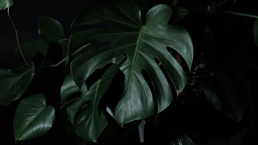 big leaf, plant, flora, , , background, 2a5029, Monstera HD wallpaper
