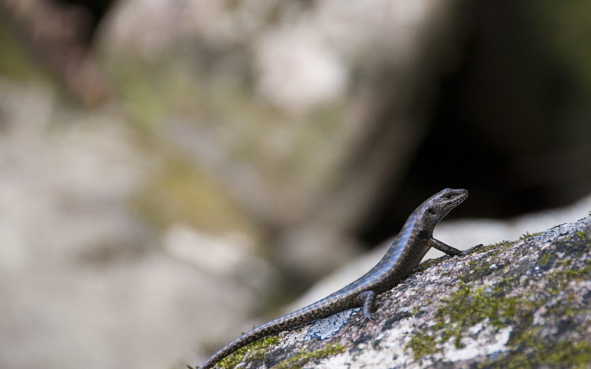Lizard on a Rock, reptiles, lizard, animals, rock HD wallpaper