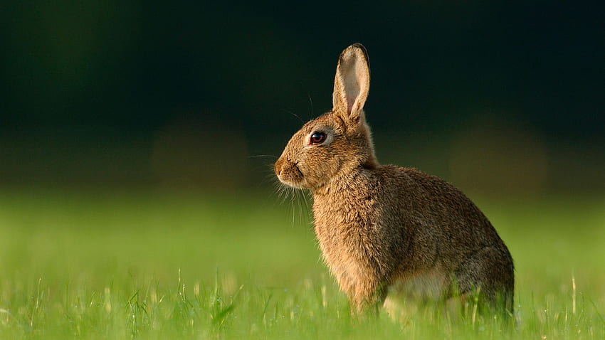 Wild Rabbits - . Pretty animals, Animals, Beautiful rabbit HD wallpaper