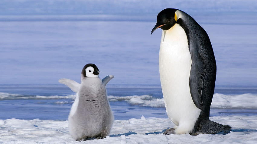 Penguin bayi. Wallpaper HD