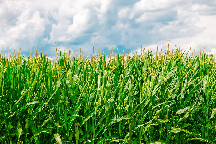 Nature, Summer, Field, Farm, Corn, Maize HD wallpaper