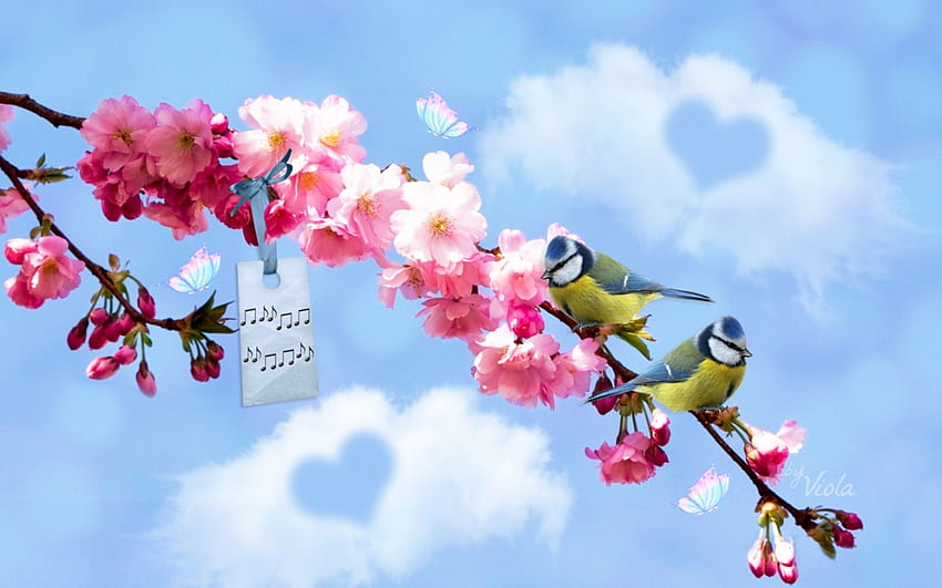 Spring Melody, ptaki, wiosna, melodia, różowy, niebo, miłość, sakura, serca, chmury, niebo, Viola Tricolor, kwiaty wiśni Tapeta HD