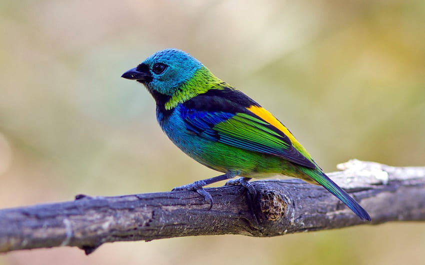 Bird, blue, branch, yellow, green HD wallpaper