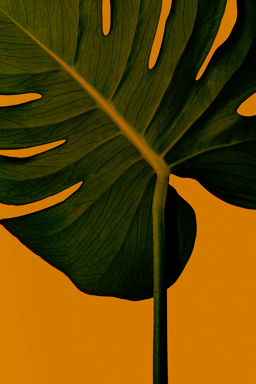 Swiss cheese plant, leaf, close up HD phone wallpaper