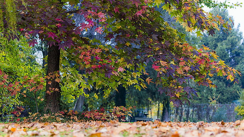Foglie secche che cadono dall'albero Foglie d'autunno colorate rami di alberi Natura Sfondo HD