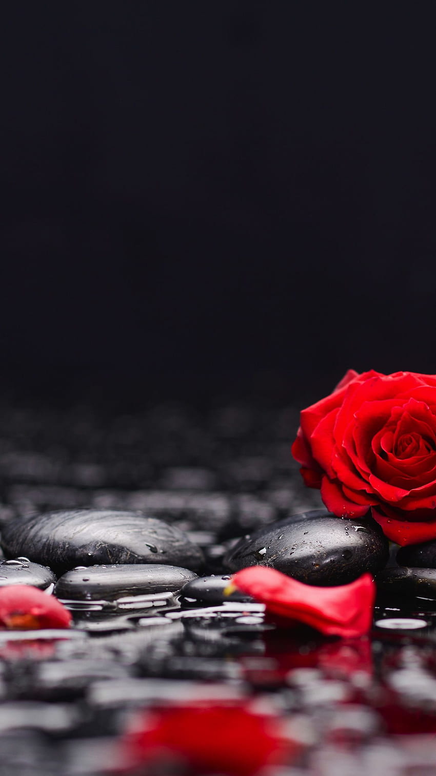 red roses, petals, rocks, surface, q samsung galaxy s6, s7, edge, note, lg g4, , background, 1143 HD phone wallpaper