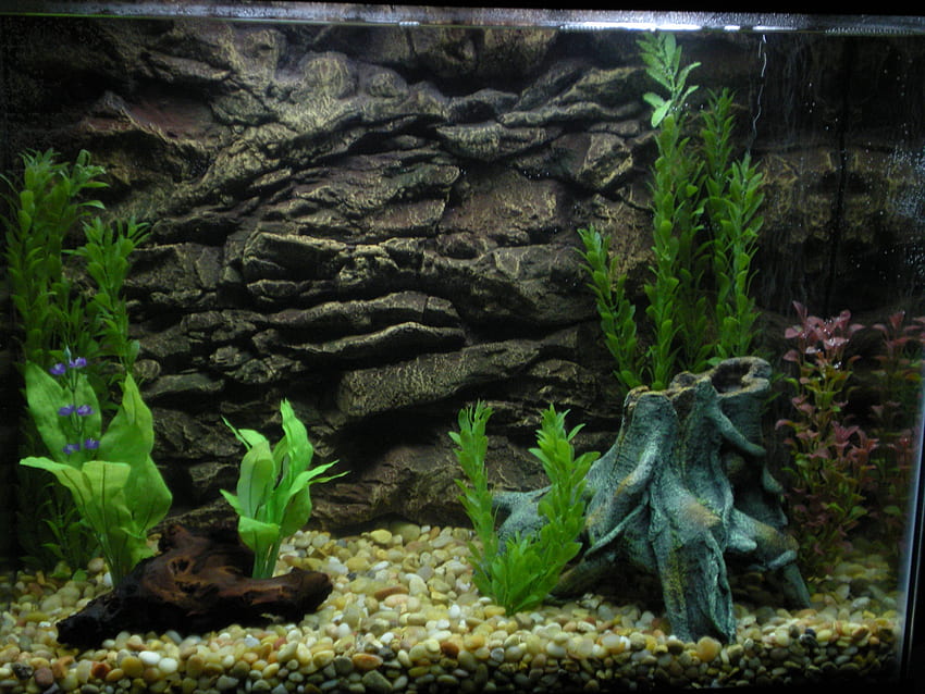 Aquarium Background, Aquarium Fish Tank HD wallpaper