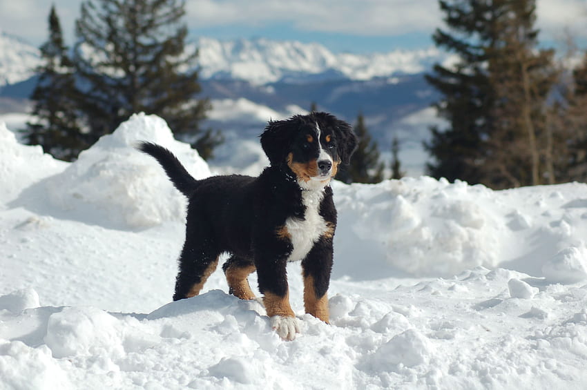Bernese Mountain Dog Puppies In Snow 1, Greater Swiss Mountain Dog HD wallpaper