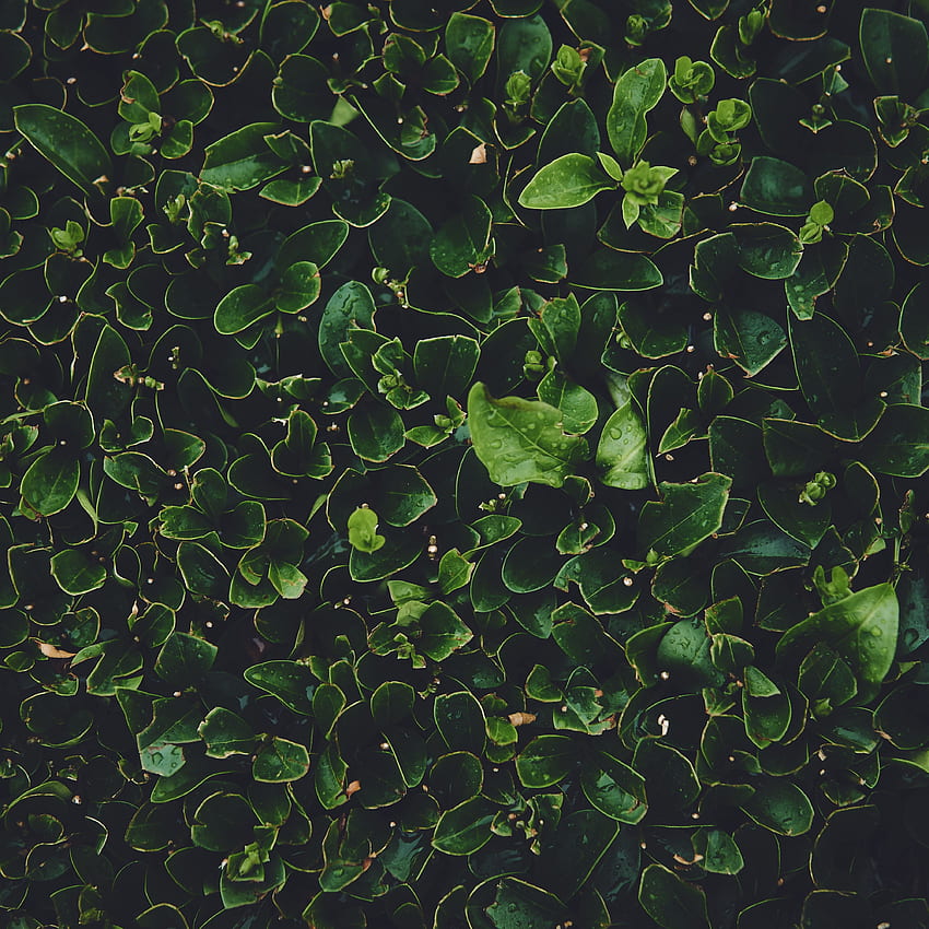Plants, Leaves, Macro, Wet, Dew HD phone wallpaper