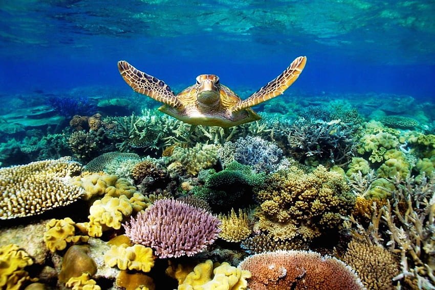 Great Barrier Reef-Schildkröte -, Meeresschildkröte HD-Hintergrundbild