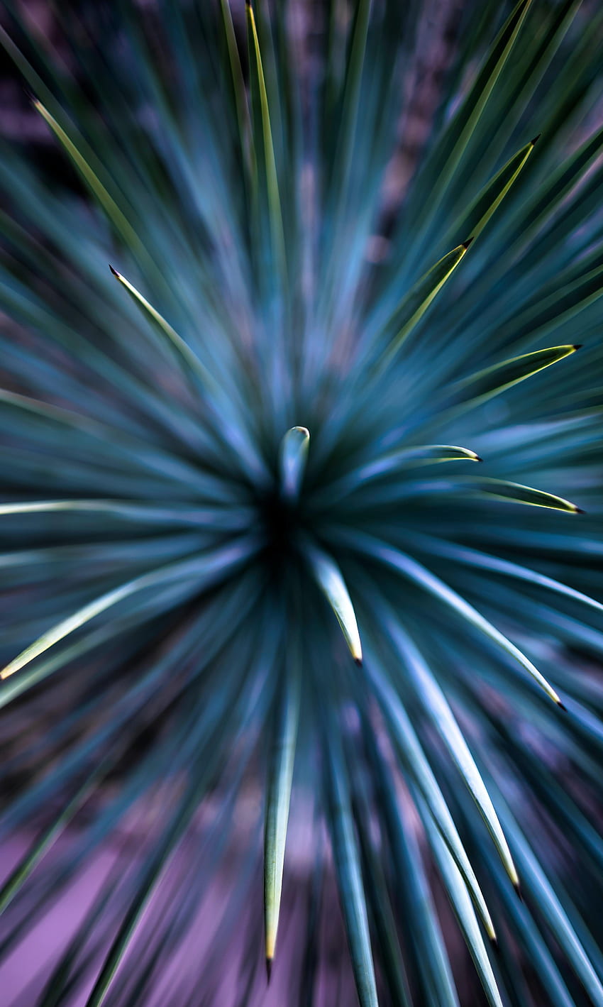 Needle, Macro, Branch HD phone wallpaper | Pxfuel