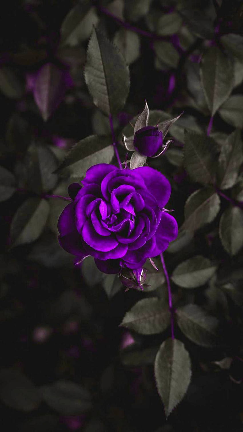 紫のバラ – ページ 3 – クールな背景、マゼンタのバラ HD電話の壁紙